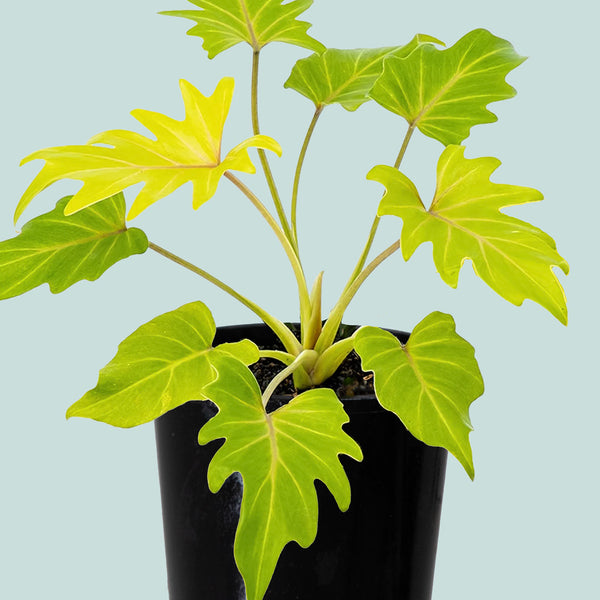 Gold variety - Philodendron xanadu - Indoor Plant