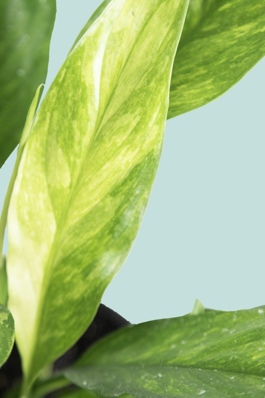 Peace Lily 'Halo' - Gold Variegated - Spathiphyllum walisii - 1.3L / 14cm / Small
