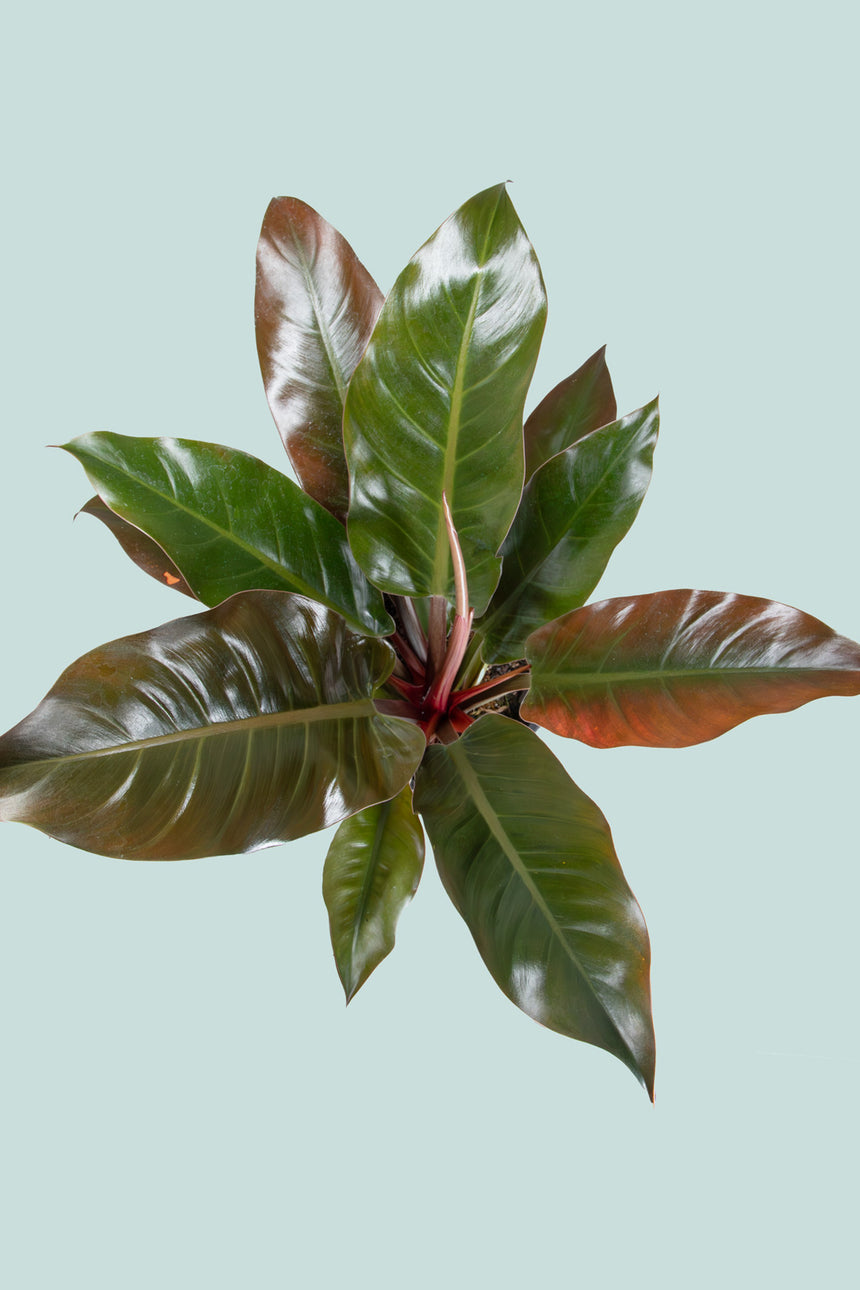 Imperial Red - Philodendron selloum - 10L / 25cm / Large