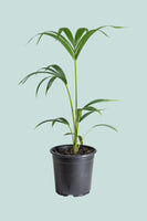 Kentia Palm - Howea forsteriana - 2.5L / 17cm / Medium