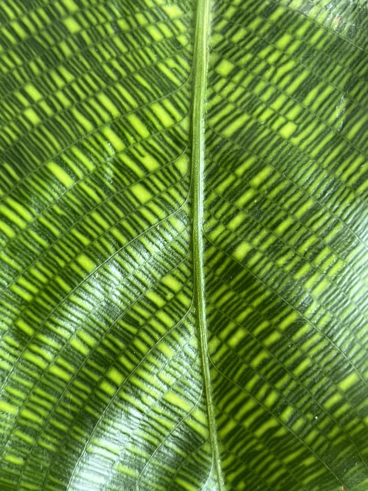 Calathea musaica 'Network  - 1L / 14cm / Small