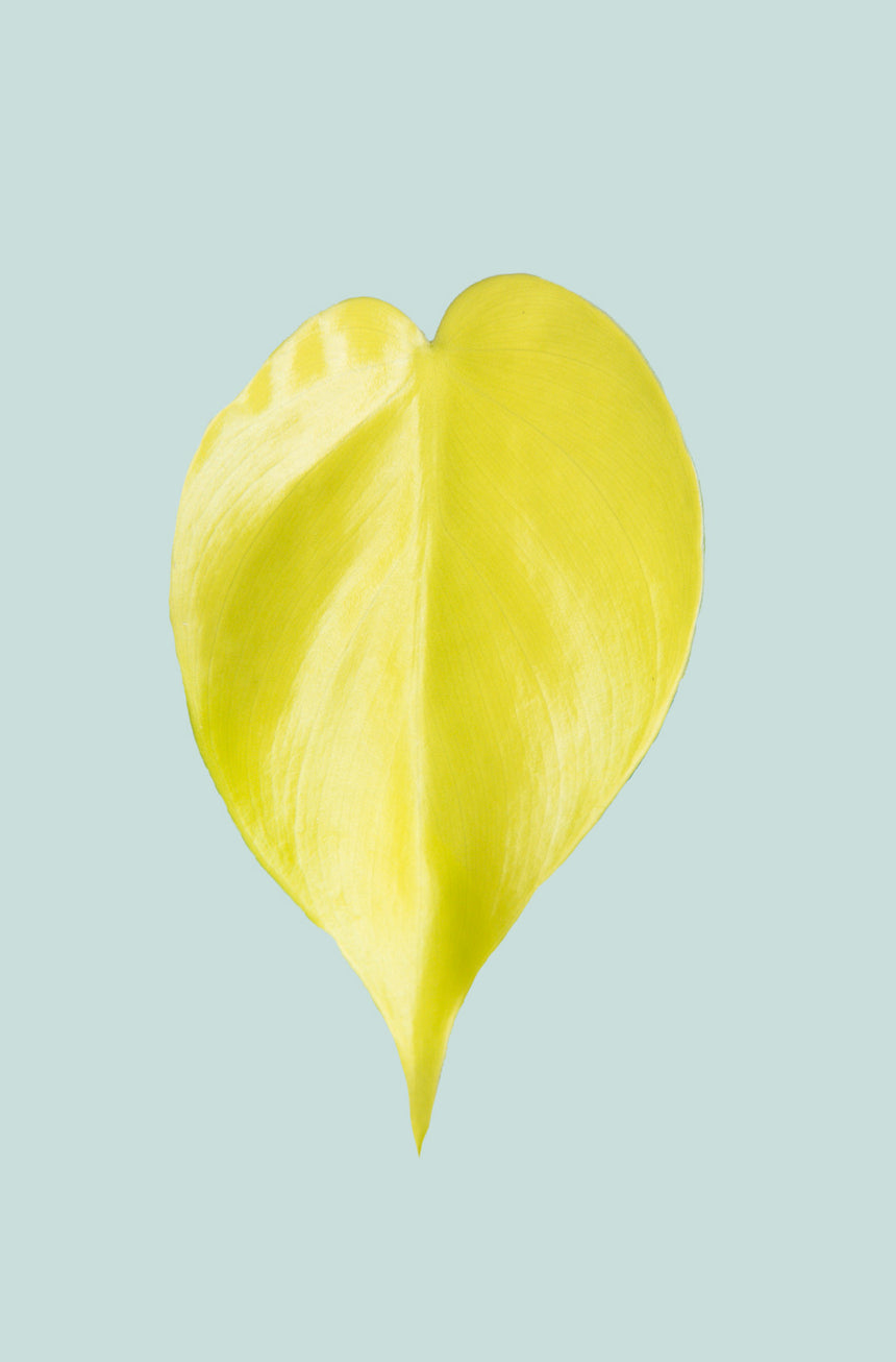 Lemon Lime Heart Leaf - Philodendron hederaceum - 1L / 14cm / Small