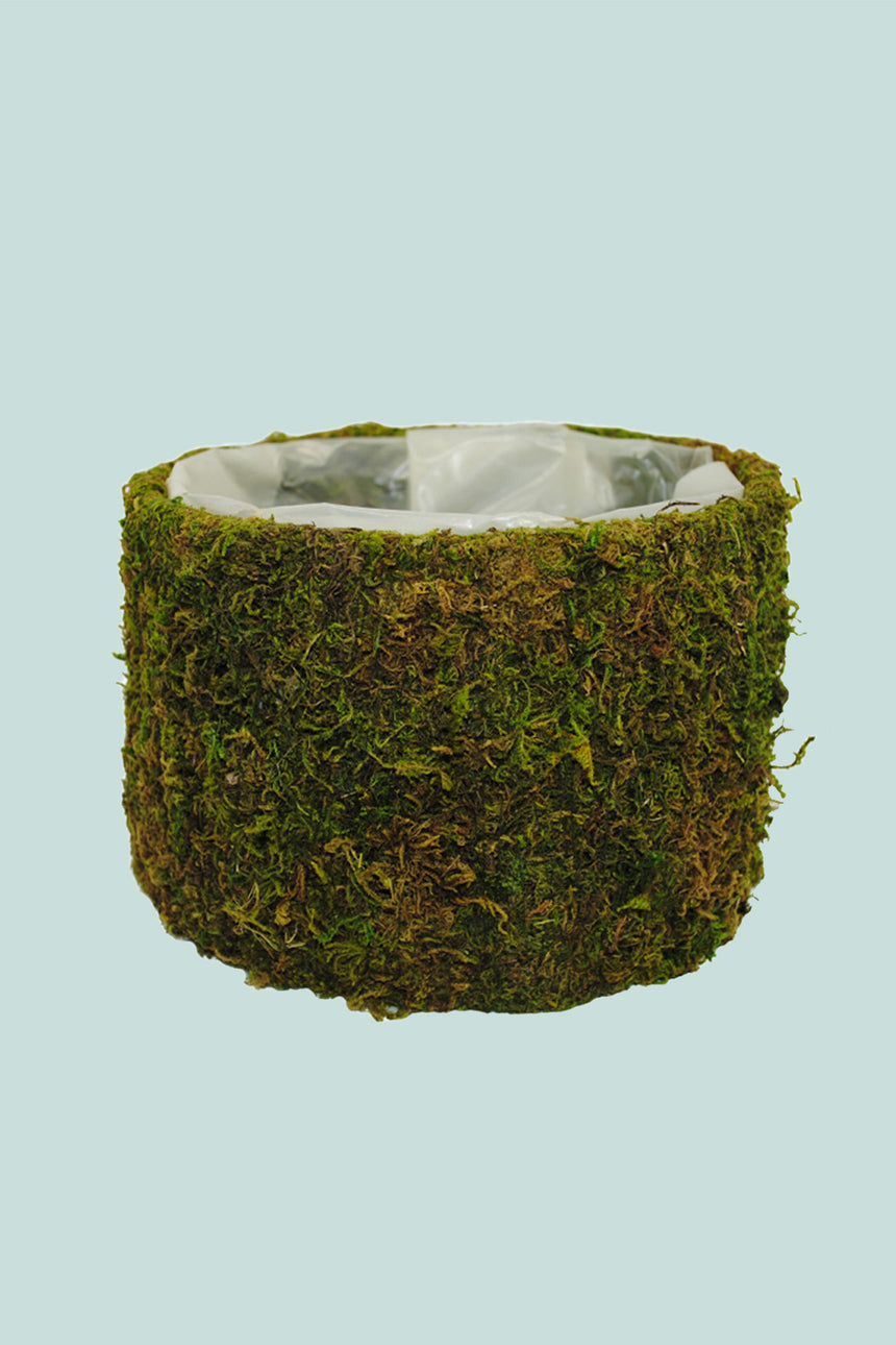 Moss Bowl Planter - Fits Small Plants