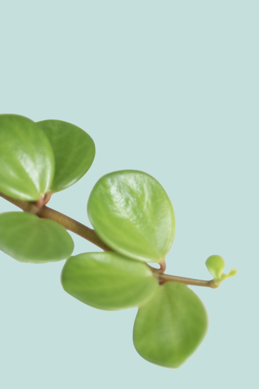 Peperomia tetraphylla 'Hope'  - 2L / 16.5cm / Medium