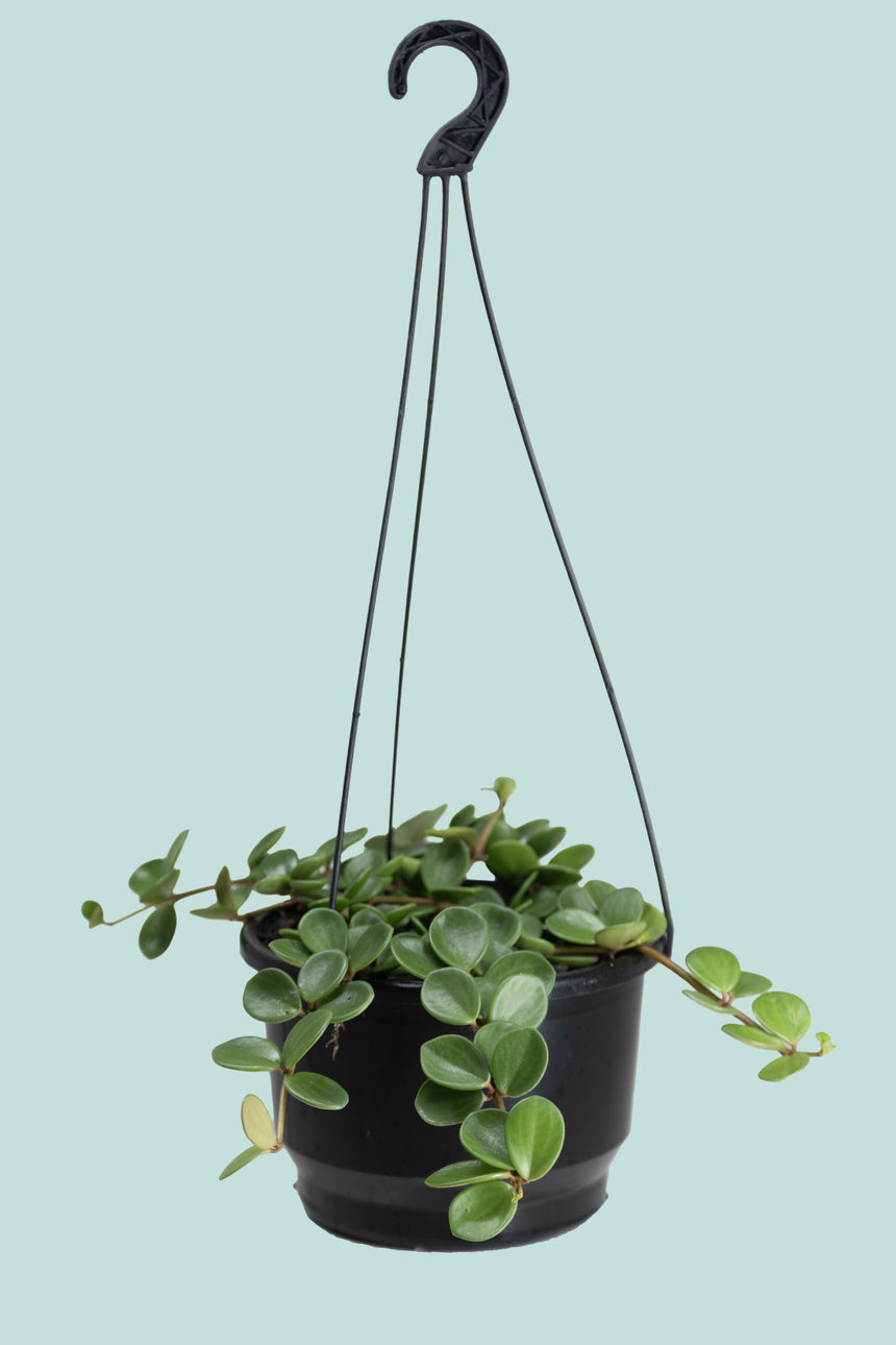 Peperomia tetraphylla 'Hope'  - 2L / 16.5cm / Medium