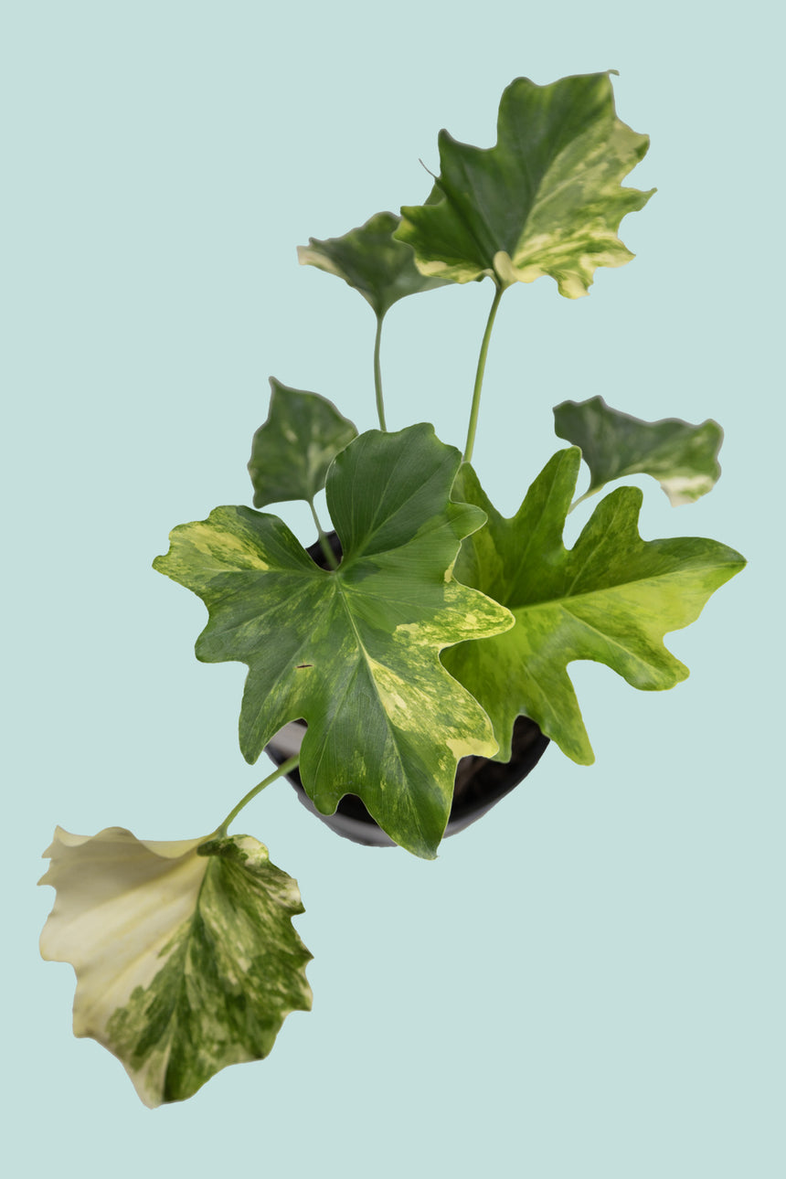 philodendron selloum leaves curling Gold Variegated Philodendron selloum - Split leaf