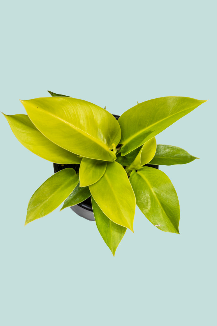Moonlight - Philodendron selloum - 1L / 14cm / Small