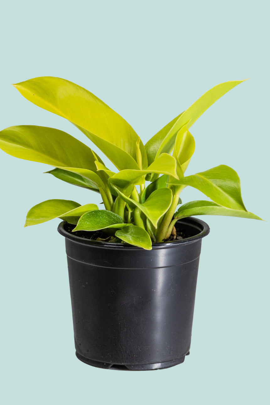 philodendron imperial green nz Philodendron Imperial Green - Indoor Plant