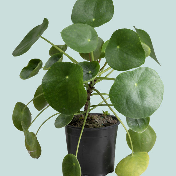 chinese money plant nz Pilea peperomiodies - Chinese Money Plant - Indoor Plant