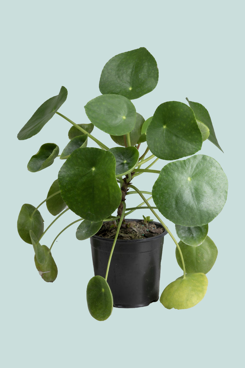 Pilea peperomioides - Chinese Money Plant - 1L / 14cm / Small
