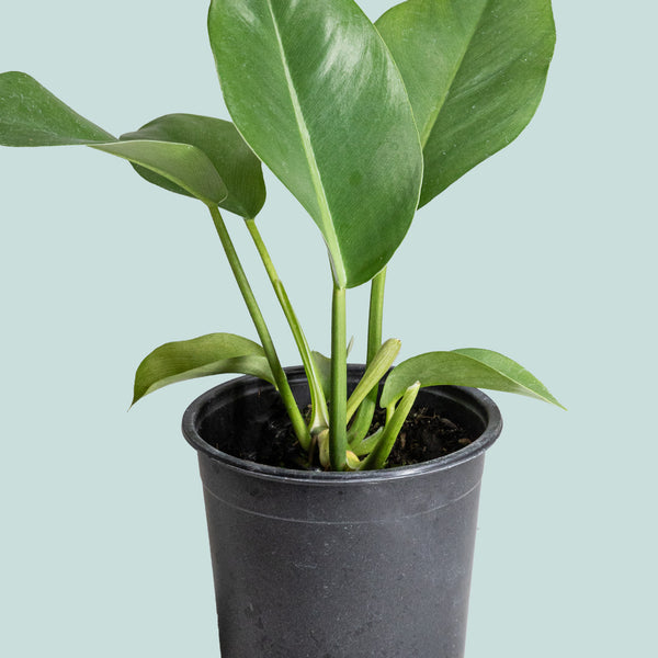 renauxii philodendron Paddle Leaf Philo - Philodendron renauxii