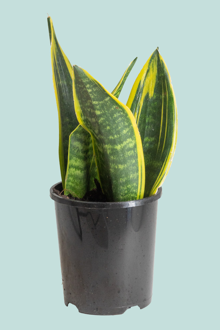 Gold Flame - Dracaena trifasciata (Sansevieria) - 1.3L / 14cm / Small