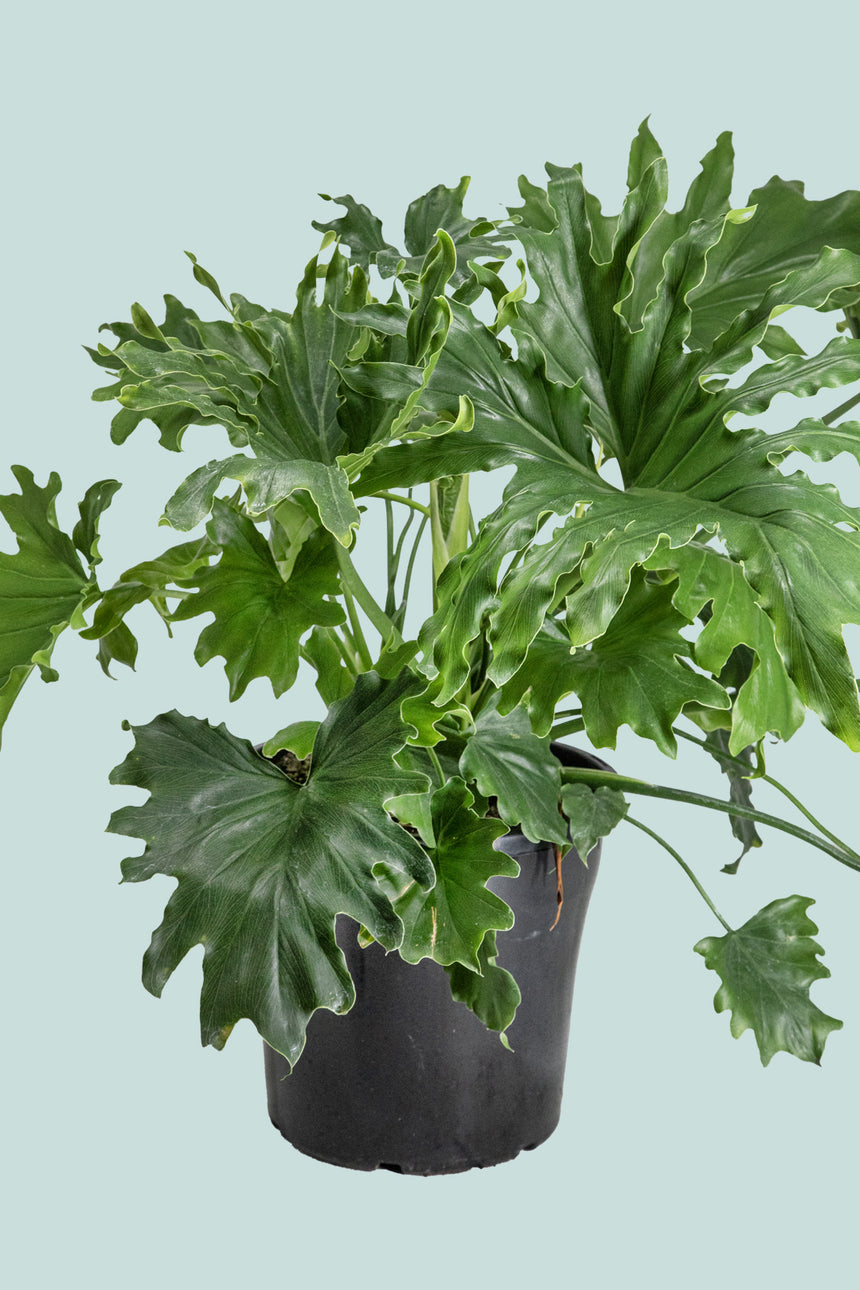 Indoor Philodendron selloum - Split leaf - 25cm / 10L / Large