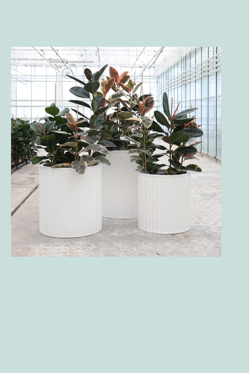 Piako Grecian Cylinder Planter Range - 3 Colours - 3 Sizes