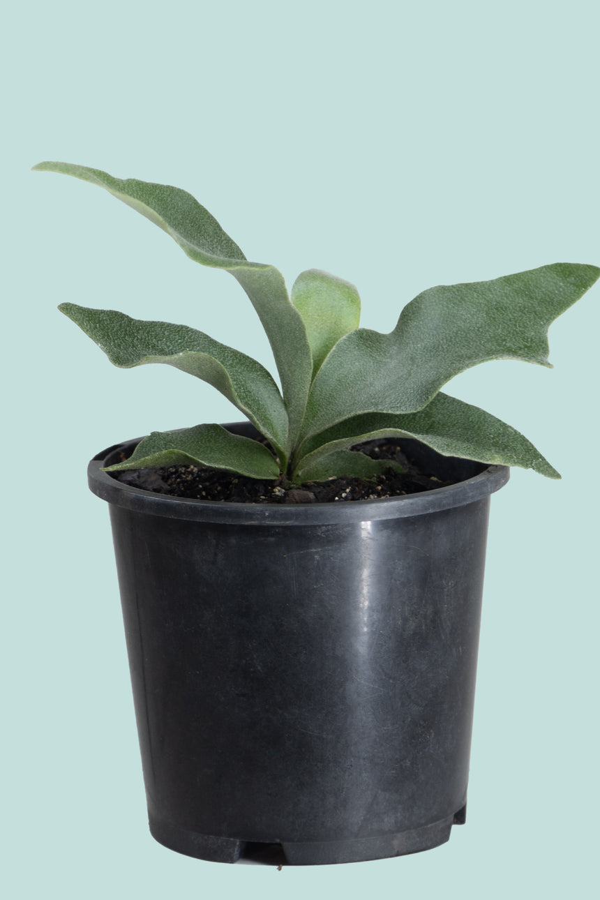 Staghorn Fern - Platycerium superbum - 1L / 14cm / Small