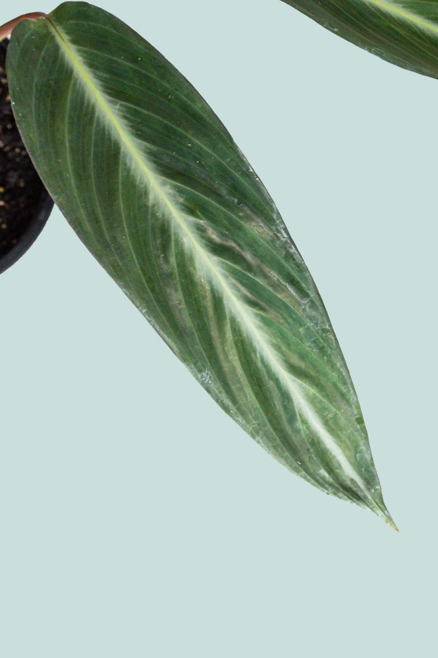 Stripestar - Stromanthe sanguinea  - 2.5L / 17cm / Medium