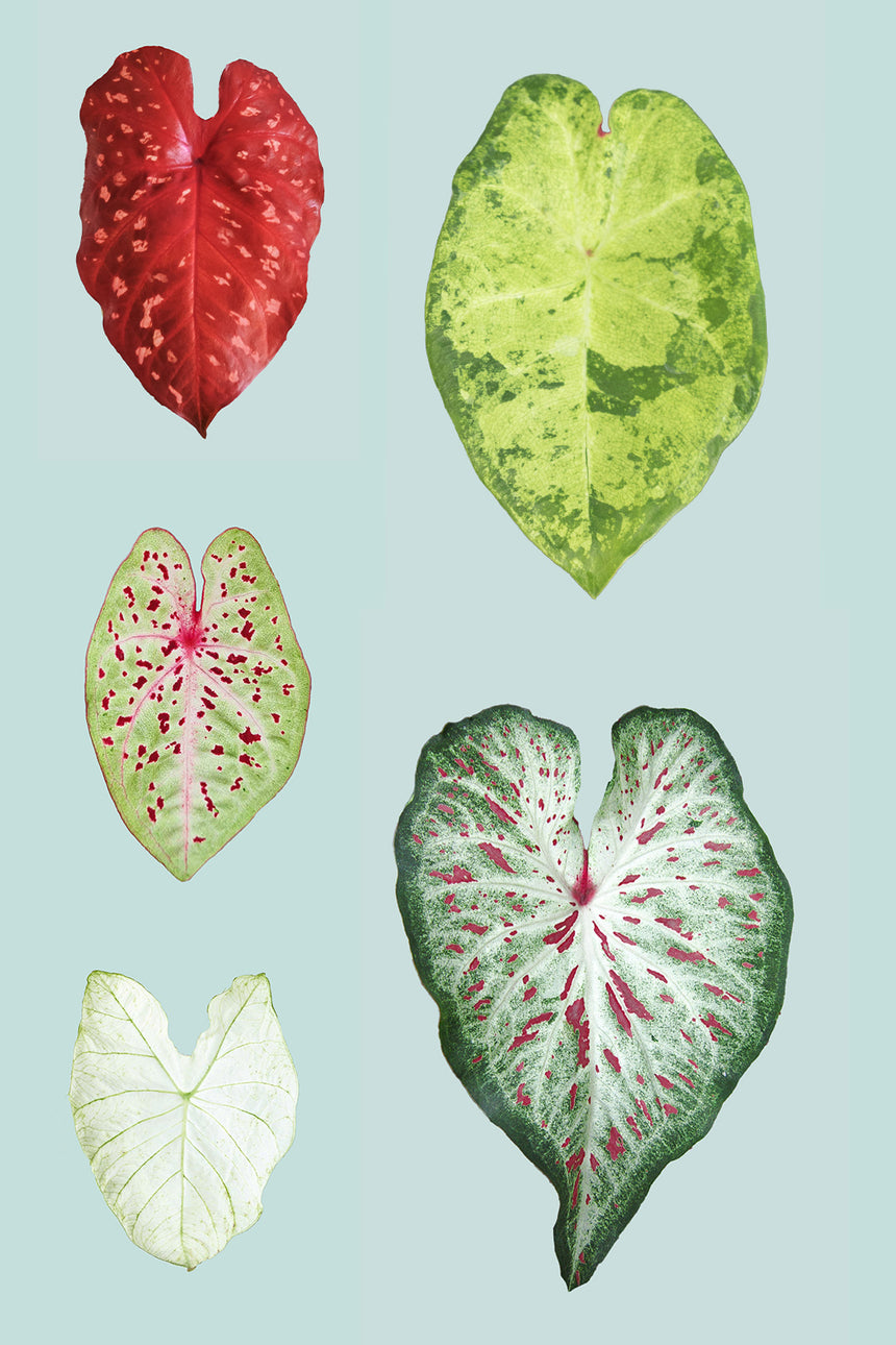 Surprise Caladium - 14cm / 1.3L / Small Plant