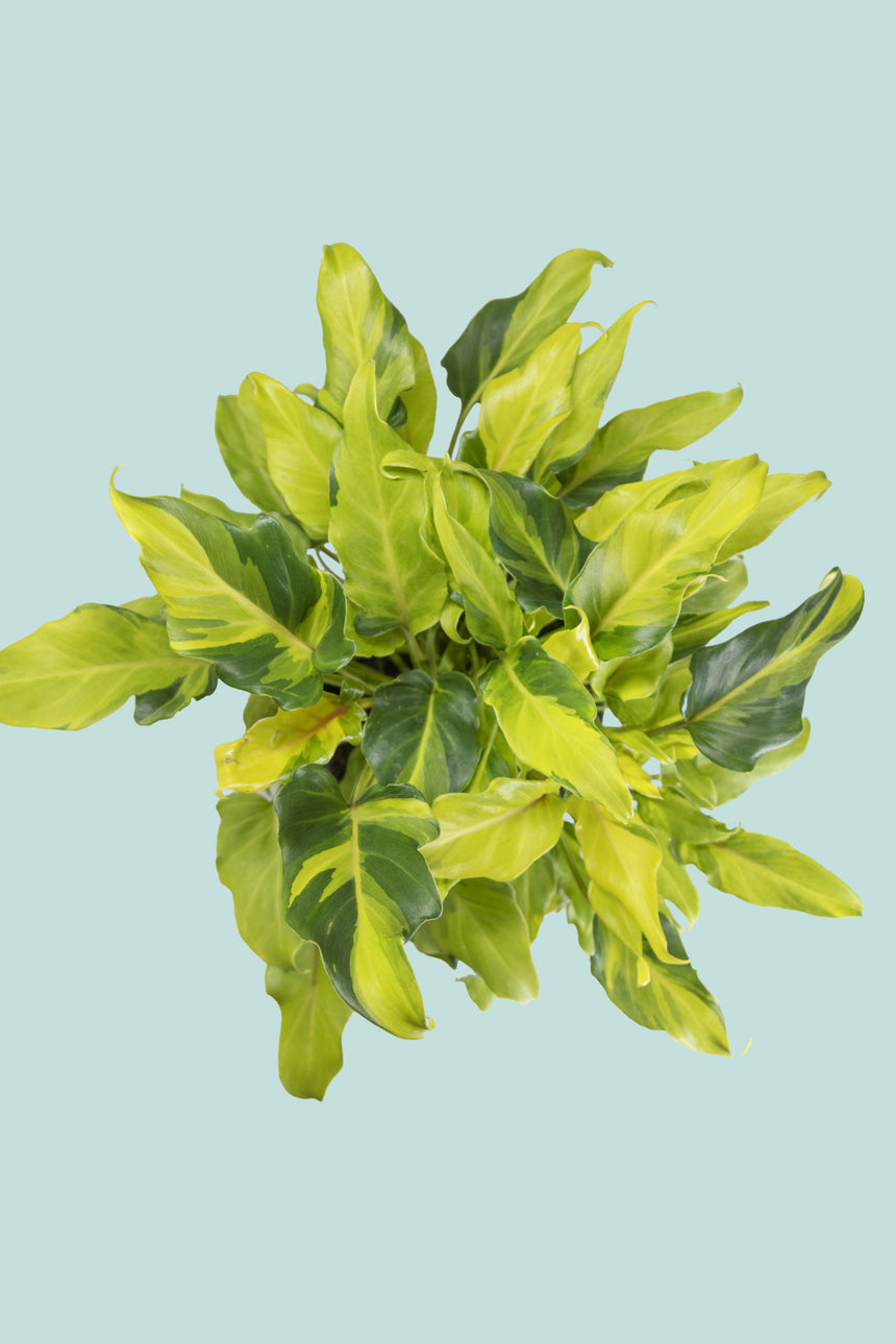 Variegated Philodendron xanadu -  2.5L / 17cm / Medium