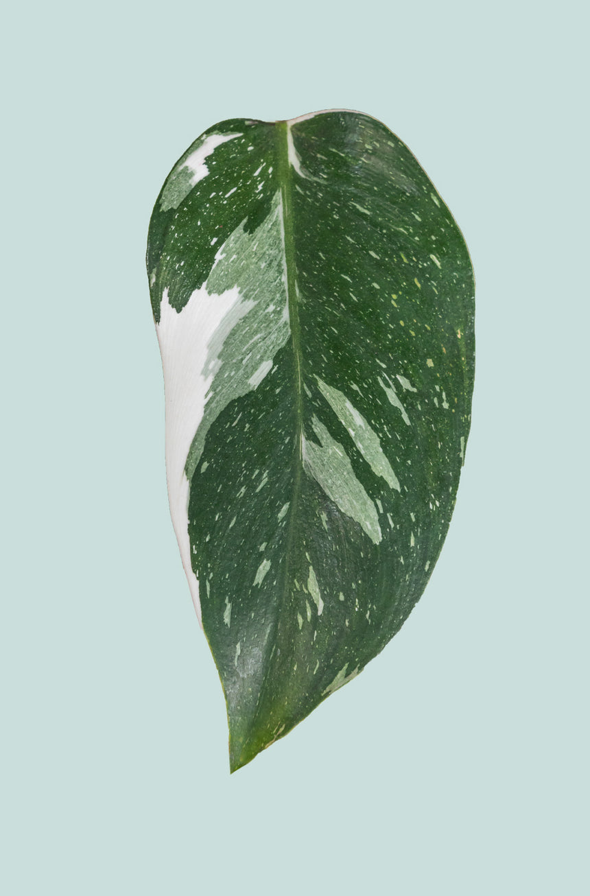 Philodendron White Princess  - 1L / 14cm / Small