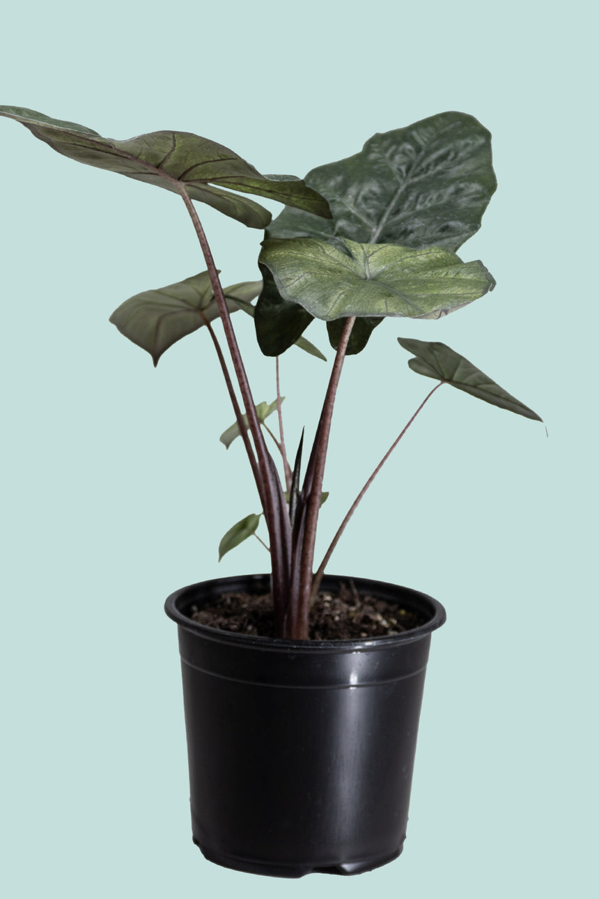Alocasia Yucatan Princess 'Mint' - 1.3L / 14cm / Small