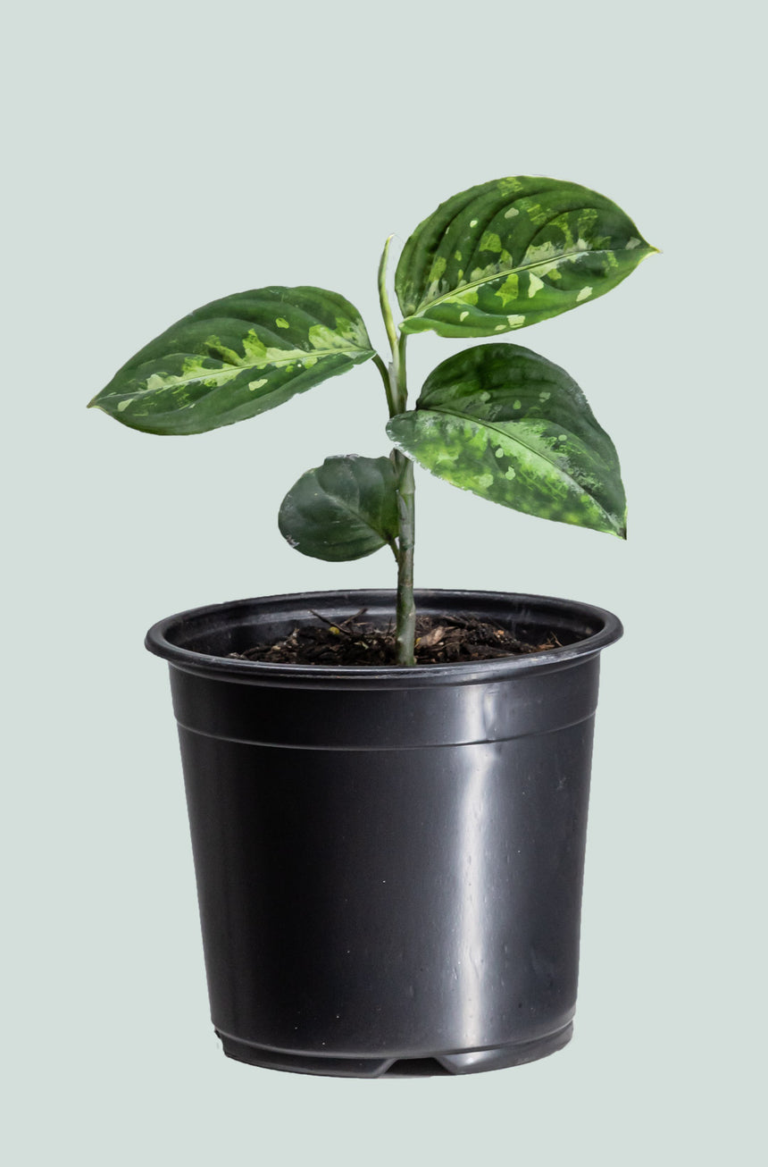 Aglaonema pictum 'Tricolour' - Small 14cm / 1.3L