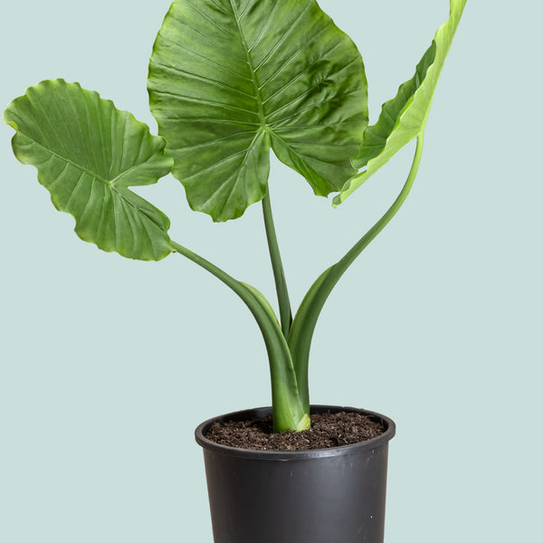 elephant ear plant nz California Elephant Ear - Alocasia odora