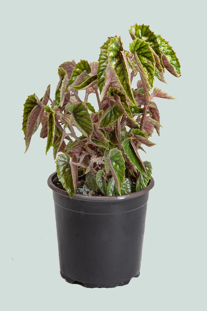 Begonia Metallica Houseplant