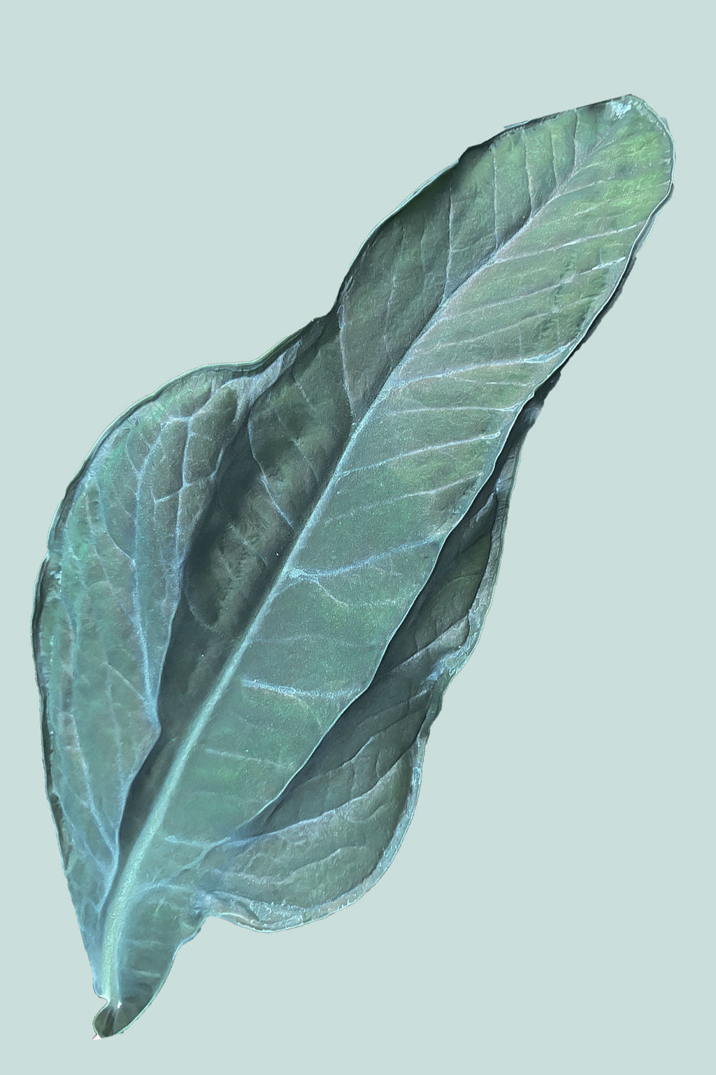 Blue Mutant - Xanthosoma atrovirens - 17cm / 2.5L / Medium Plant ...