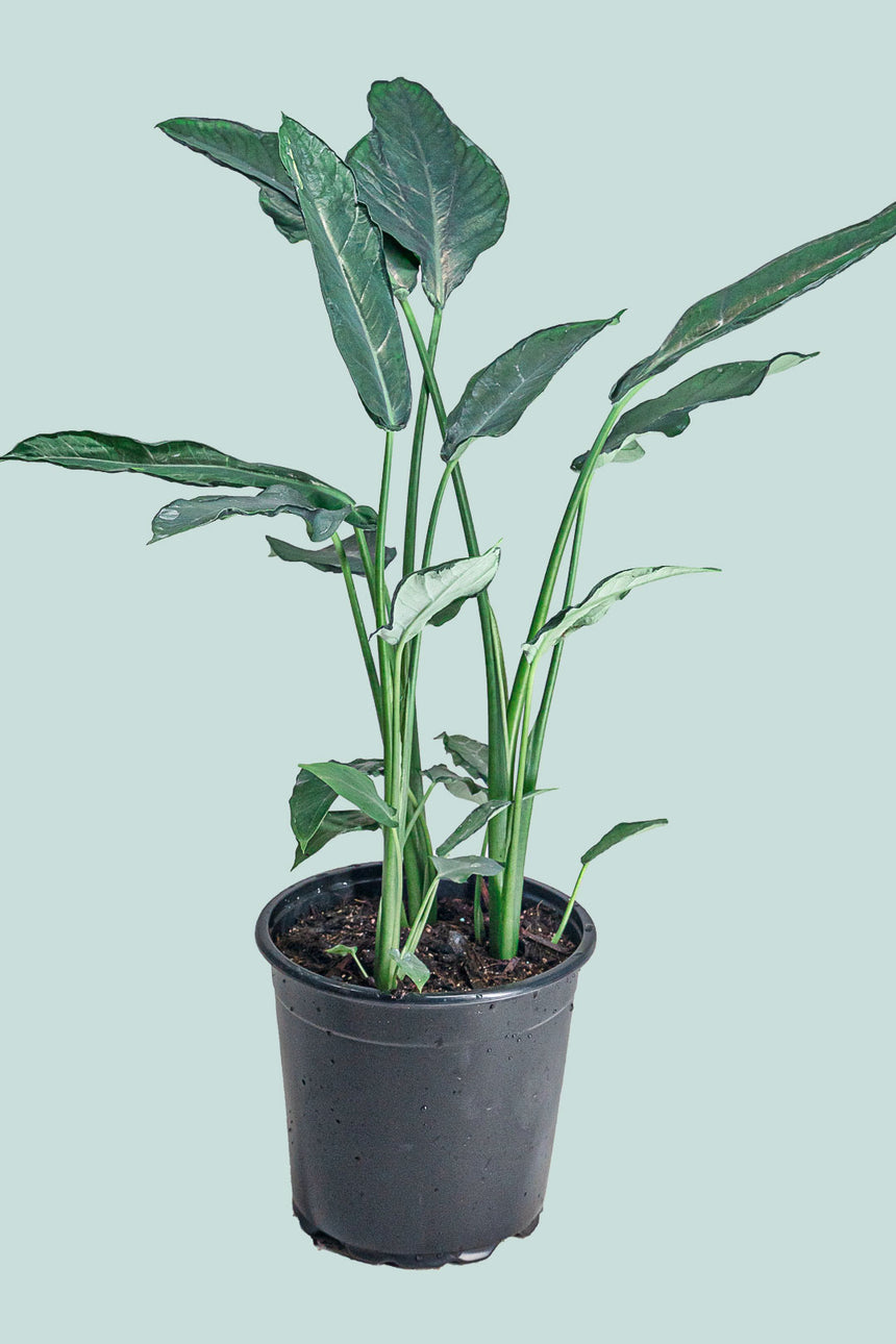 Blue Mutant - Xanthosoma atrovirens - 17cm / 2.5L / Medium Plant