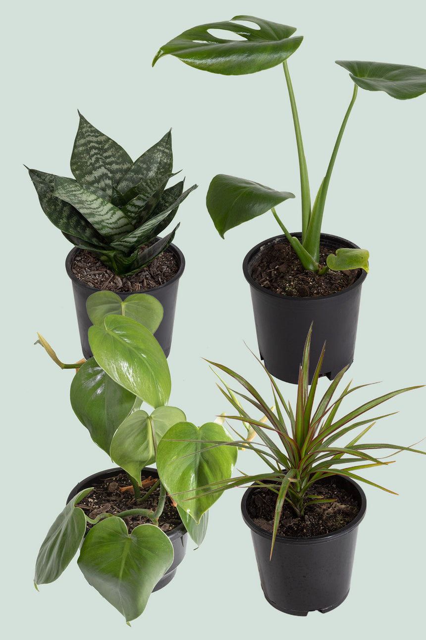 indoor plant supplies nz Kickstarter Bundle