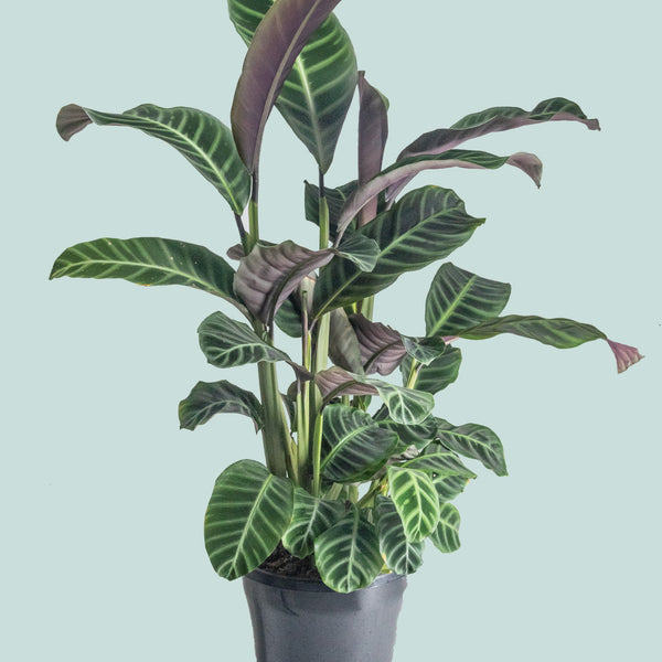 Calathea zebrina - Indoor Plant