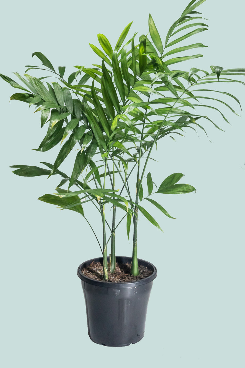 Bamboo Palm - Chamaedorea microspadix - 10L / 25cm / Large