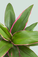 Pink Edge - Cordyline fruticosa - 1L / 14cm / Small
