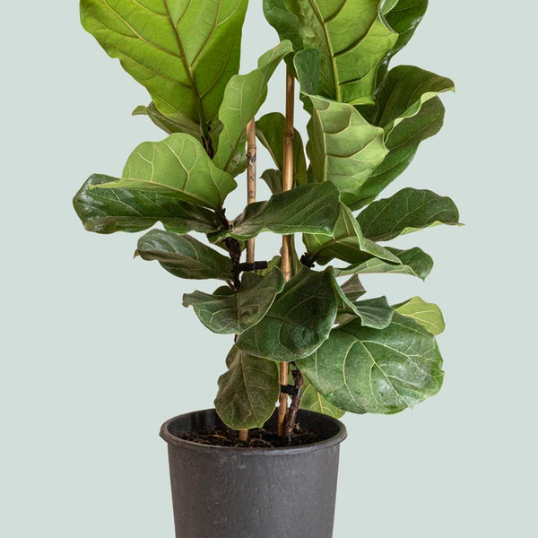 fiddle leaf fig double stem Fiddle Leaf Fig Double - Ficus lyrata