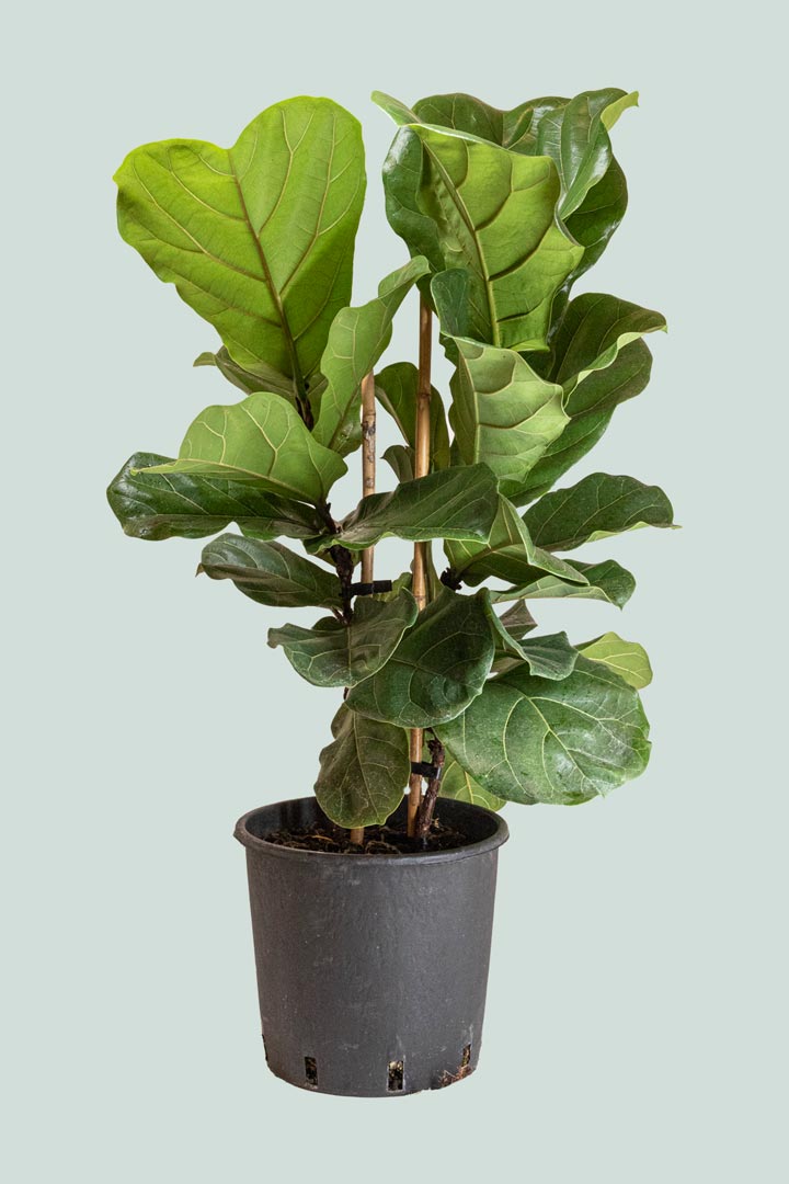 Fiddle Leaf Fig Double - Ficus lyrata - 10L / 25cm / Large