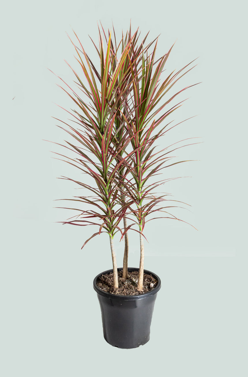 Colourama Dragon Tree - Dracaena marginata - 10L / 25cm / Large