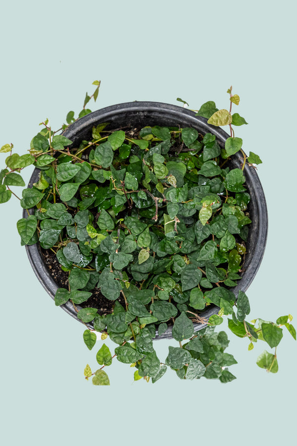 Miniature Creeping Fig - Ficus pumila minima - Live Plant - 1.3L / 14cm ...
