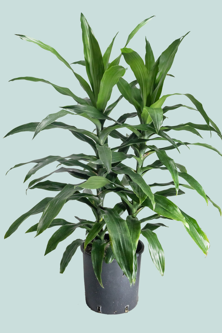 dracaena janet craig lisa Janet Craig - Dracaena fragrans - Indoor Plant
