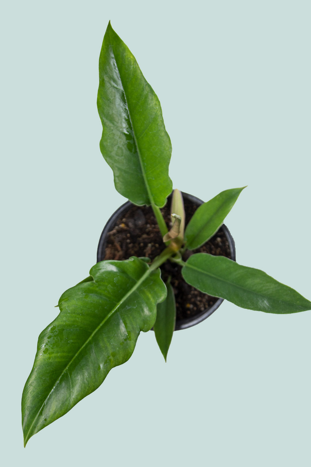Jungle Boogie Philodendron Selloum Indoor Plant PlantHouse NZ