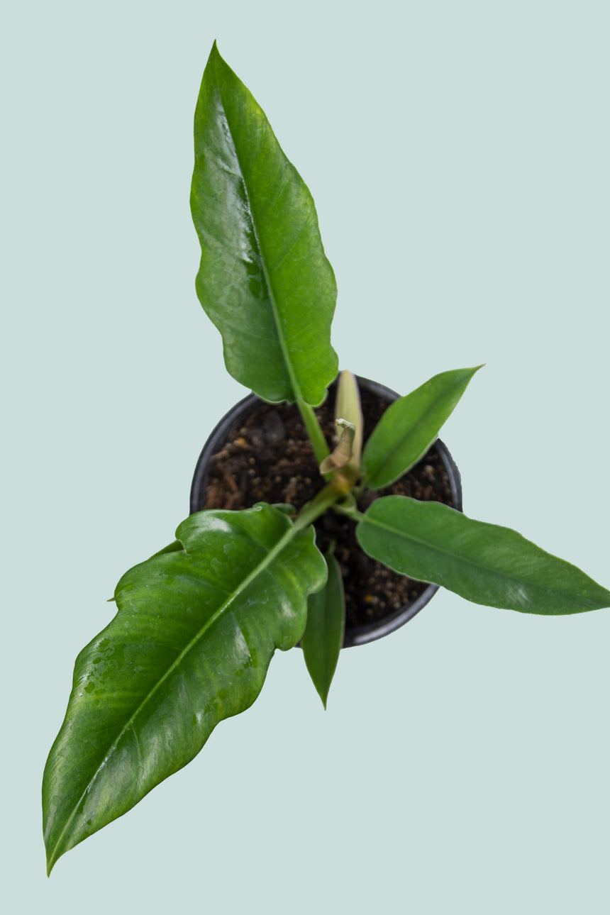 Jungle Boogie - Philodendron selloum  - 1L / 14cm / Small