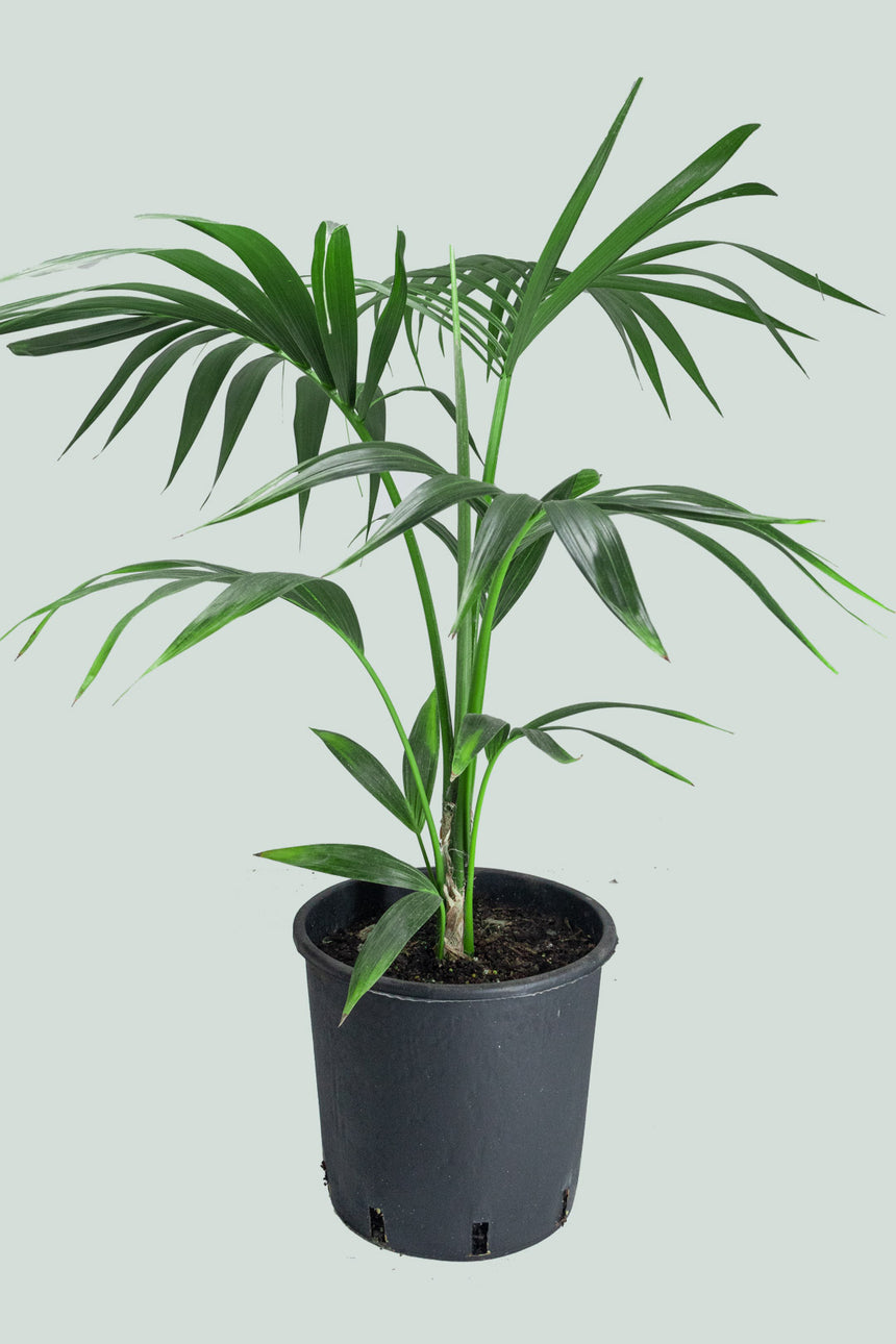 Kentia Palm - Howea forsteriana - 10L / 25cm / Large