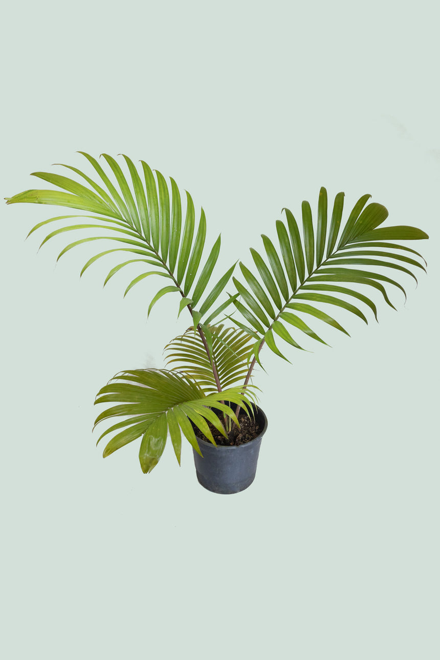 Kermadec Nikau Palm (NZ Native) - Rhopalostylis baueri - 8L / 25cm / L