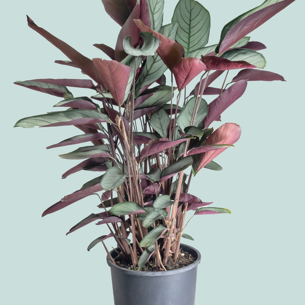 grey star plant indoor care Ctenanthe setosa Grey Star - Indoor Plant
