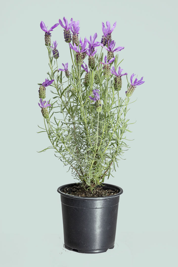 French Lavender 'Bee Brilliant' - Lavender stoechas - 1L / 14cm / Small