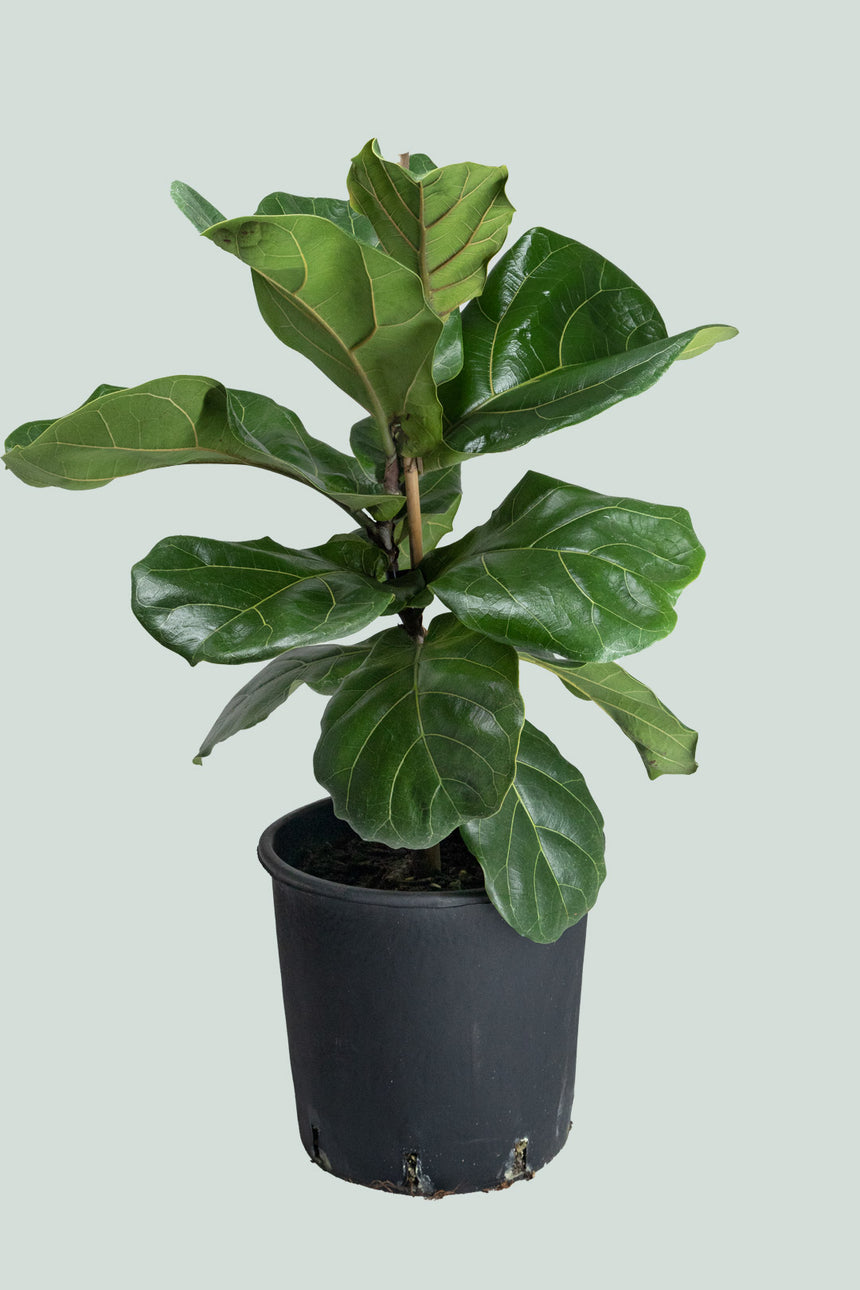Fiddle Leaf Fig - Ficus lyrata - 10L / 25cm / Large