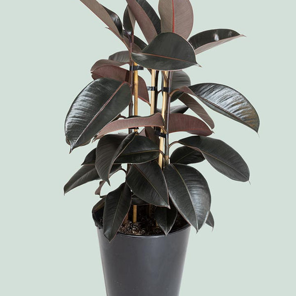 rubber tree nz Black Knight - Ficus elastica - 10L Live Indoor Plant