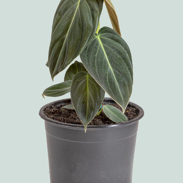 lancifolia plant Calathea main image 0