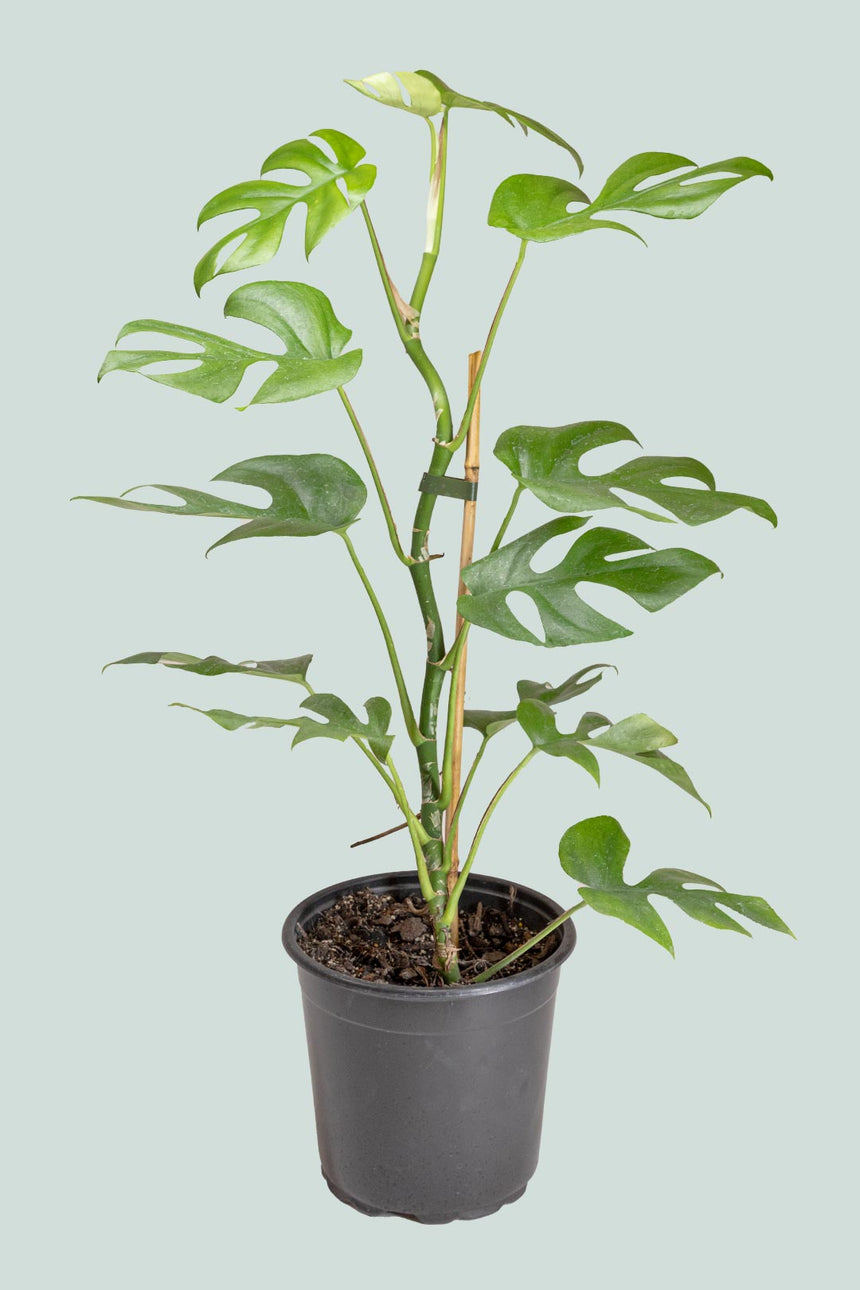 Rhaphidophora tetrasperma - (Philodendron minima) - Mini Monstera - 2.5L / 17cm / Medium