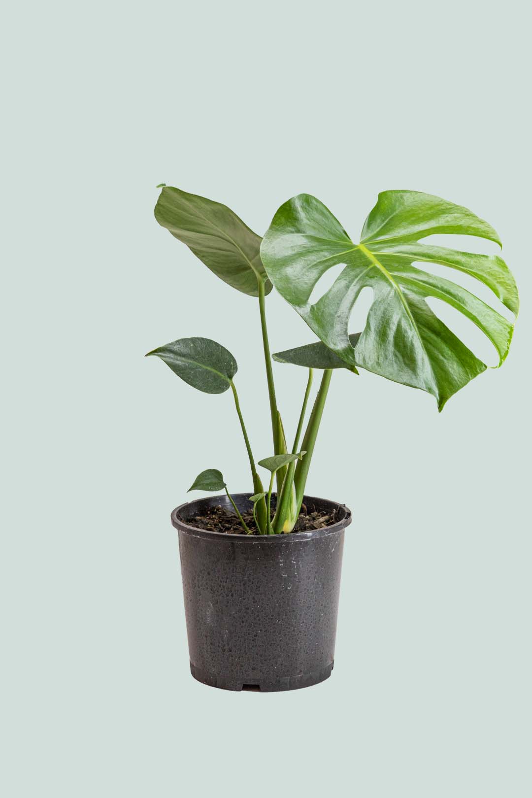 Monstera – PlantHouse