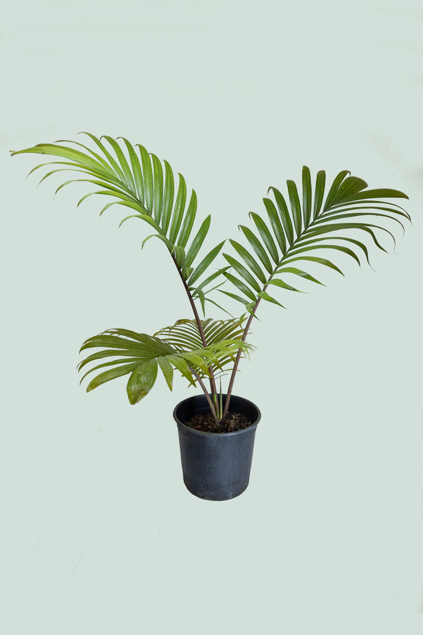 Kermadec Nikau Palm (NZ Native) - Rhopalostylis baueri - 8L / 25cm / L
